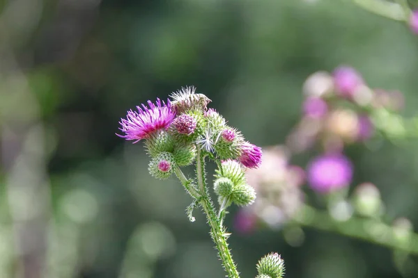 Lila Kardborre Blommor Vid Vägen — Stockfoto