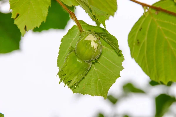 Hasselnötter Och Gröna Blad Buske Trädgården — Stockfoto