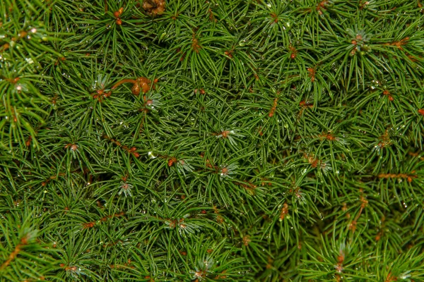 Grüne Zweige Eines Weihnachtsbaums Garten — Stockfoto