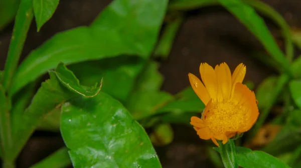 Bellissimi Fiori Giallo Rossi Giardino Agosto — Foto Stock