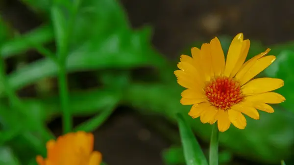 八月花园里美丽的黄红花 — 图库照片