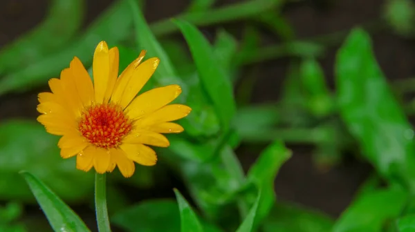 8月の庭の美しい黄色の赤い花 — ストック写真