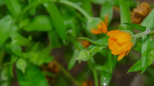 Bellissimi Fiori Giallo Rossi Giardino Agosto — Foto Stock