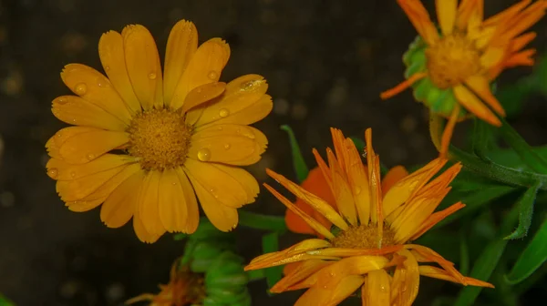 Vackra Gul Röda Blommor Trädgården Augusti — Stockfoto