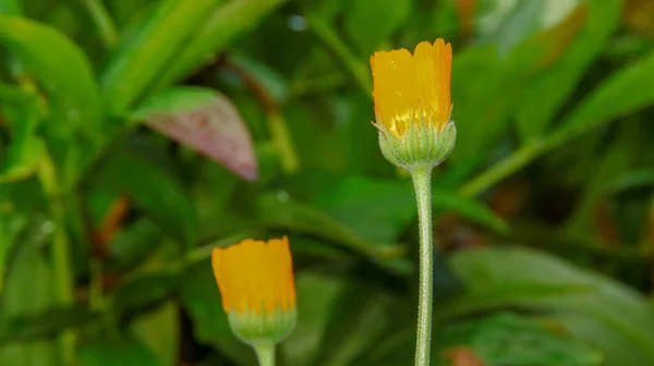 Hermosas Flores Color Amarillo Rojo Jardín Agosto — Foto de Stock