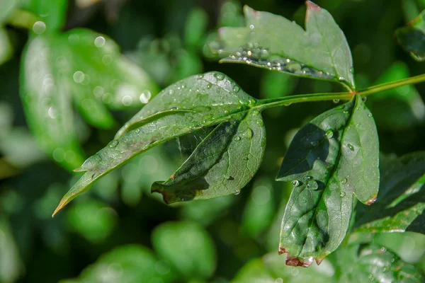 雨の後 水が落ちる庭の緑の葉 — ストック写真
