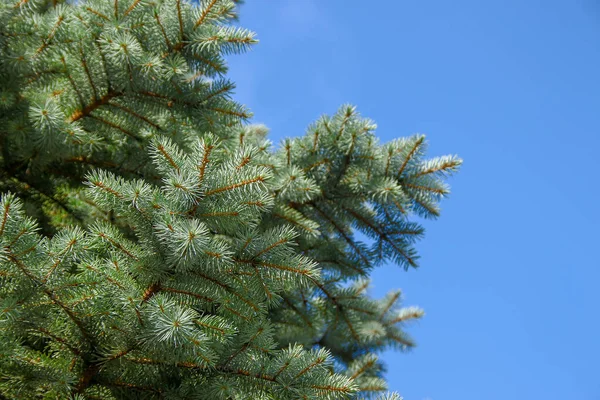 Ágazatok Zöld Diák Egy Karácsonyfa Kertben Augusztusban — Stock Fotó
