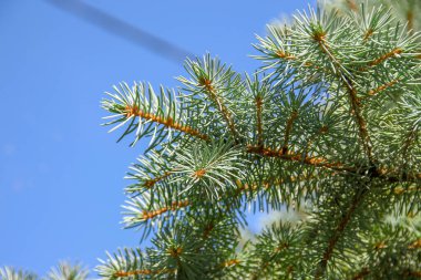 Ağustosta bahçedeki bir Noel ağacının yeşil slaytlı dalları