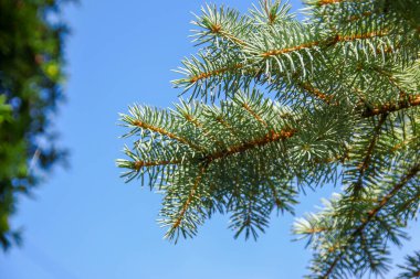 Ağustosta bahçedeki bir Noel ağacının yeşil slaytlı dalları