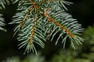 Ağustosta bahçedeki bir Noel ağacının yeşil slaytlı dalları