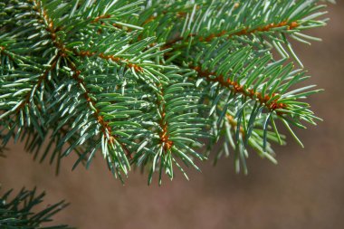 Ağustosta bahçedeki bir Noel ağacının yeşil slaytlı dalları