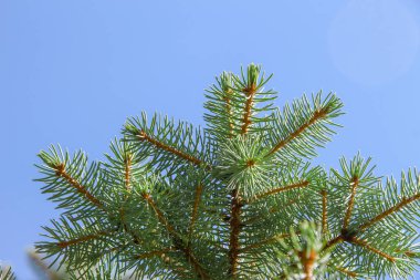 Ağustosta bahçedeki bir Noel ağacının yeşil slaytlı dalları