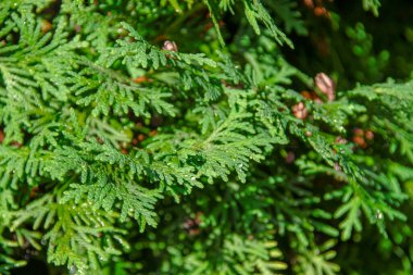 Ağustosta bahçedeki bir Noel ağacının yeşil slaytlı dalları