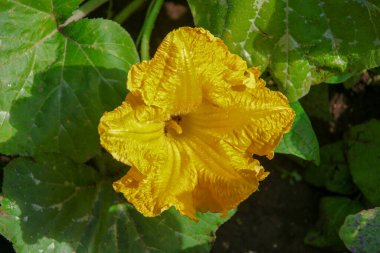 Tarlada taç yaprakları olan sarı çiçek.