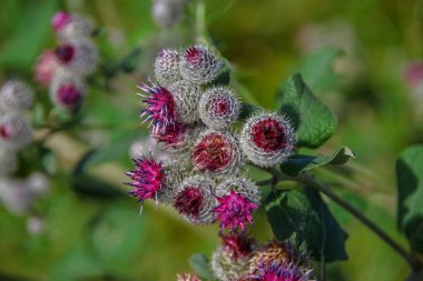 Tarlada fileto renginde açan burdock