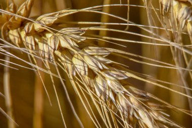 Ağustosta bir tarlada sarı buğday kulakları