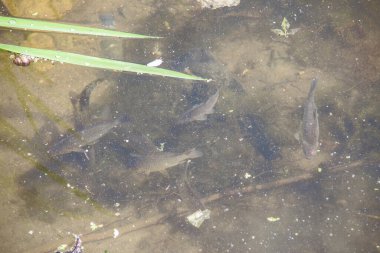 Küçük bir balık sürüsü ılık suda ısınıyor.