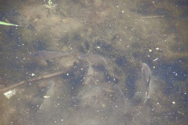 Küçük bir balık sürüsü ılık suda ısınıyor.