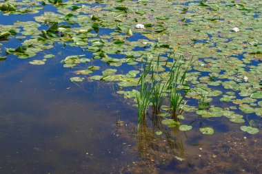 Ağustosta gölde yeşil nilüferler