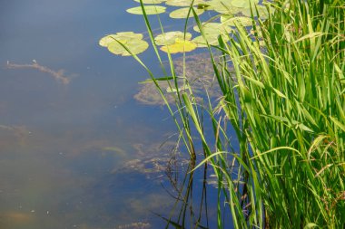 Ağustosta göletteki ot ve bitki örtüsü