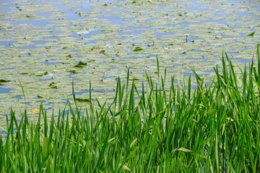 Ağustosta göletteki ot ve bitki örtüsü