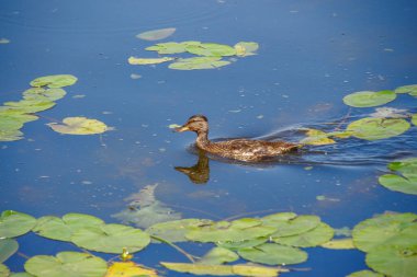 Ağustos 'ta bir gölde vahşi ördek