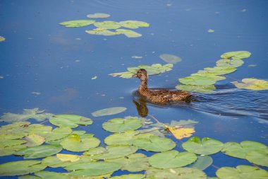 Ağustos 'ta bir gölde vahşi ördek