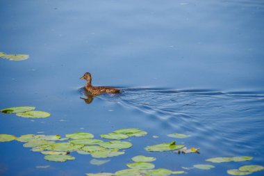 Ağustos 'ta bir gölde vahşi ördek