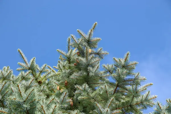 八月的花园里 树枝上挂着一棵圣诞树的绿色幻灯片 — 图库照片
