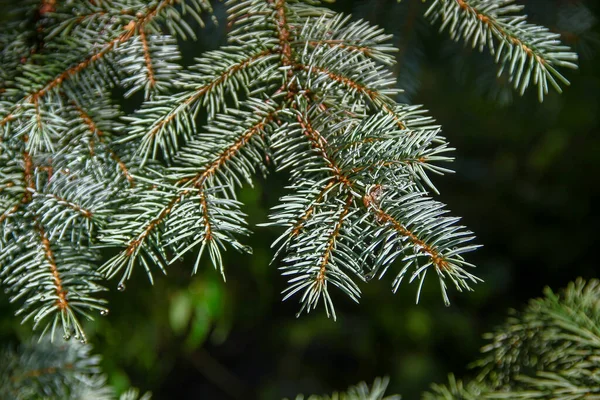 Äste Mit Grünen Rutschen Eines Weihnachtsbaums Einem Garten August — Stockfoto