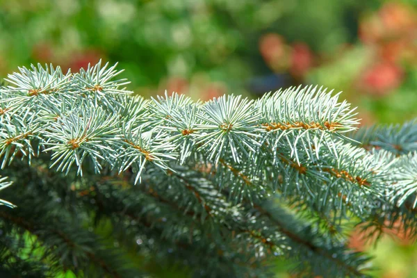 Ramos Com Escorregas Verdes Uma Árvore Natal Jardim Agosto — Fotografia de Stock