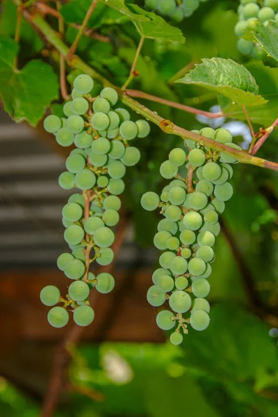 Zielone Grona Winogron Zielonych Liści Ogrodzie — Zdjęcie stockowe