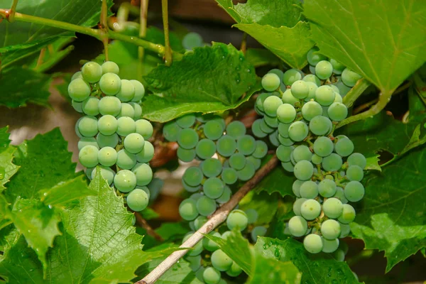 Camarões Verdes Uvas Folhas Verdes Jardim — Fotografia de Stock