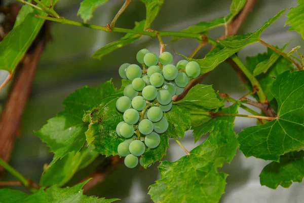 Des Grappes Vertes Raisins Feuilles Vertes Dans Jardin — Photo