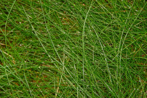 Ornamental Green Grass Plants Garden — Stock Photo, Image