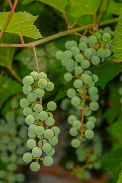 Racimos Verdes Uvas Hojas Verdes Jardín — Foto de Stock