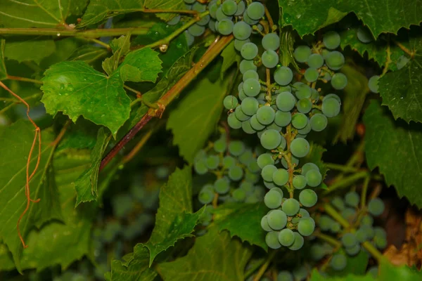 Groene Trossen Druiven Groene Bladeren Tuin — Stockfoto