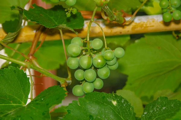 Camarões Verdes Uvas Folhas Verdes Jardim — Fotografia de Stock