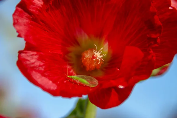 Flor Roja Con Pétalos Campo — Foto de Stock