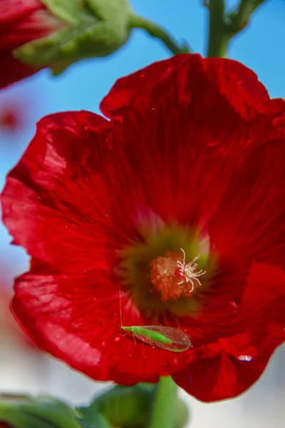 現場に花弁のある赤い花 — ストック写真