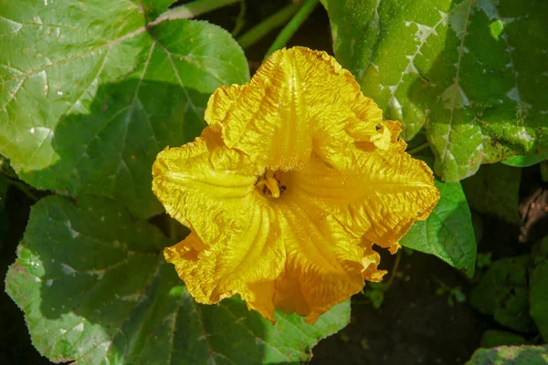 Yellow Flower Petals Field — Stock Photo, Image