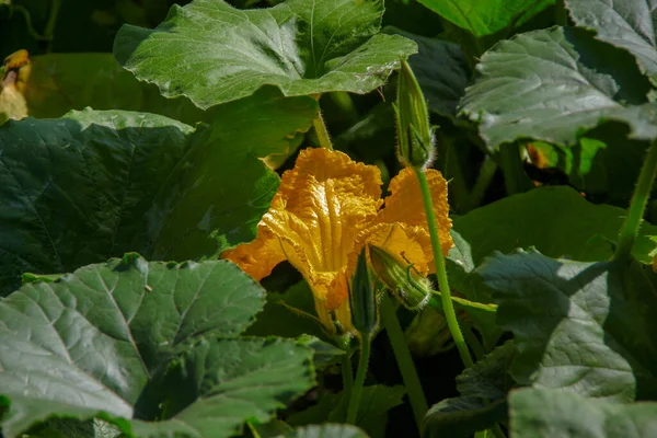 Flor Amarela Com Pétalas Campo — Fotografia de Stock