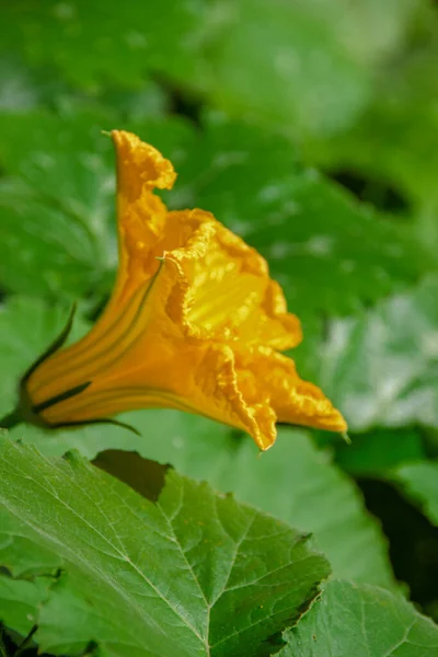 Желтый Цветок Лепестками Поле — стоковое фото