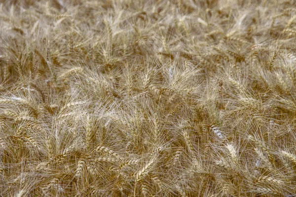 Yellow Ears Wheat Field August — Stock Photo, Image