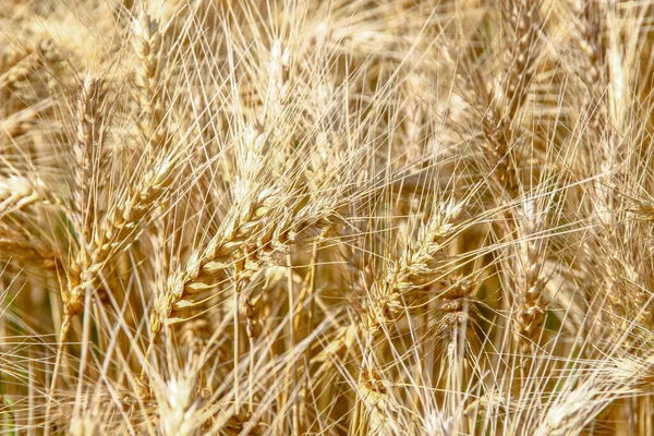 Orelhas Amarelas Trigo Campo Agosto — Fotografia de Stock