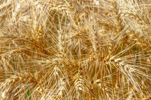 Orelhas Amarelas Trigo Campo Agosto — Fotografia de Stock