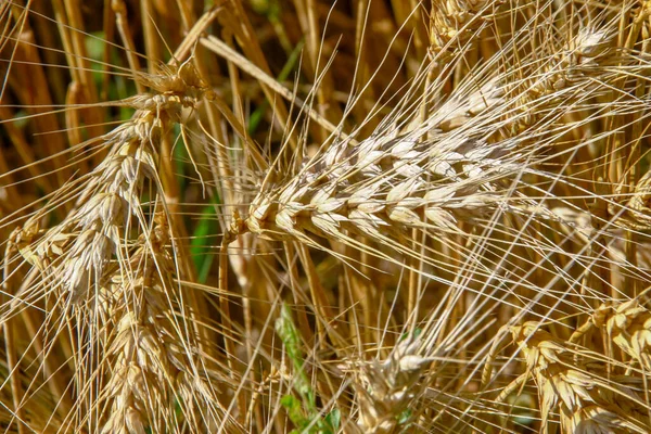 Gele Oren Van Tarwe Een Veld Augustus — Stockfoto