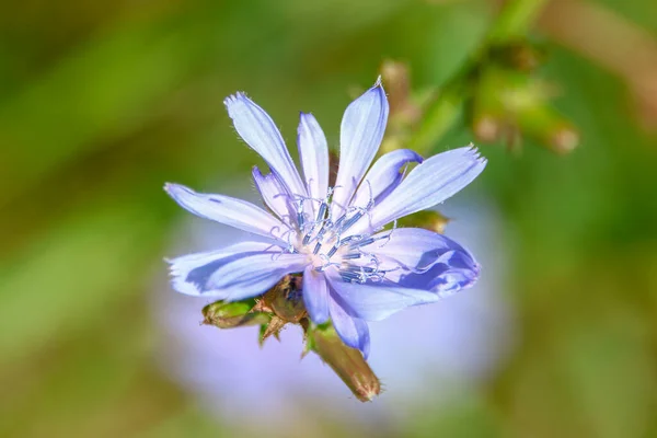Блакитна Кукурудзяна Квітка Біля Дороги Серпні — стокове фото