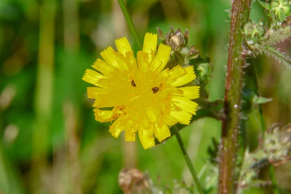 Fiore Giallo Con Petali Nel Campo — Foto Stock