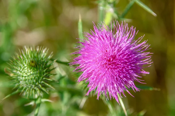 Klis Die Bloeit Met Filet Kleur Het Veld — Stockfoto